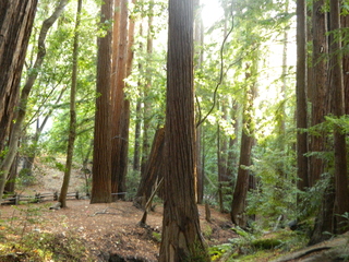 post about Third DCA Appeal: Failure to Follow Notice Deadlines Could Spell Disaster for Your Palm Beach Probate Lawsuit