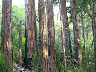 post about What is the Benefit of Using Trusts Over Palm Beach Probate and Wills?