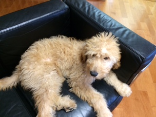 post about West Palm Beach Probate Law Firm Supports Animals (Especially Labradoodles)