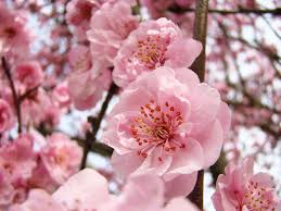 post about February 6, 2015 Case Addresses the Common Question: Can an Adopted Daughter Pursue an Inheritance of her Biological Father?