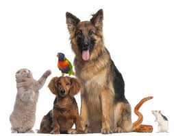 Image result for pet trust