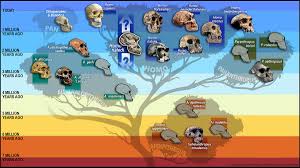 What does the newly discovered human ancestor have to do with your estate plan? post about What does the newly discovered human ancestor have to do with your estate plan?