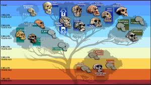 post about What does the newly discovered human ancestor have to do with your estate plan?