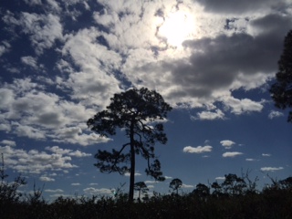 Considering Putting an Arbitration Clause in Your Estate? Pros and Cons from a Palm Beach Probate Litigator. post about Considering Putting an Arbitration Clause in Your Estate? Pros and Cons from a Palm Beach Probate Litigator.