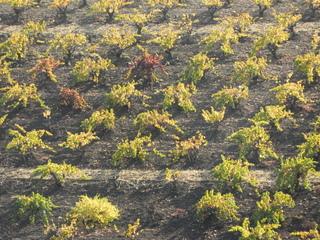 post about Want to Win an Undue Influence Probate Lawsuit in Florida? You May Want to Read In re Estate of Clinger, a Recent Probate Appeal.