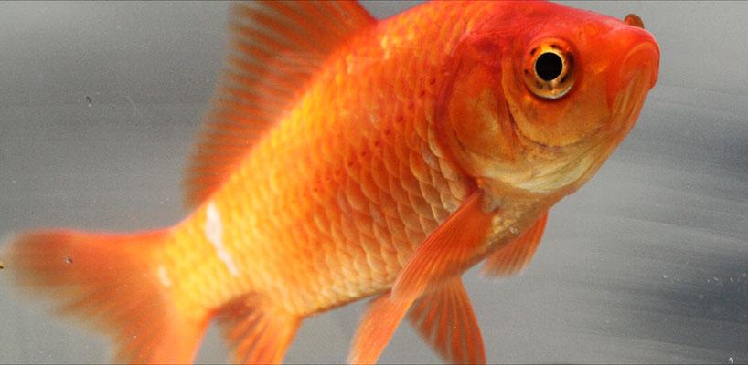 post about Florida Pet Trusts: Family Pays $250 for Surgery for Their Goldfish